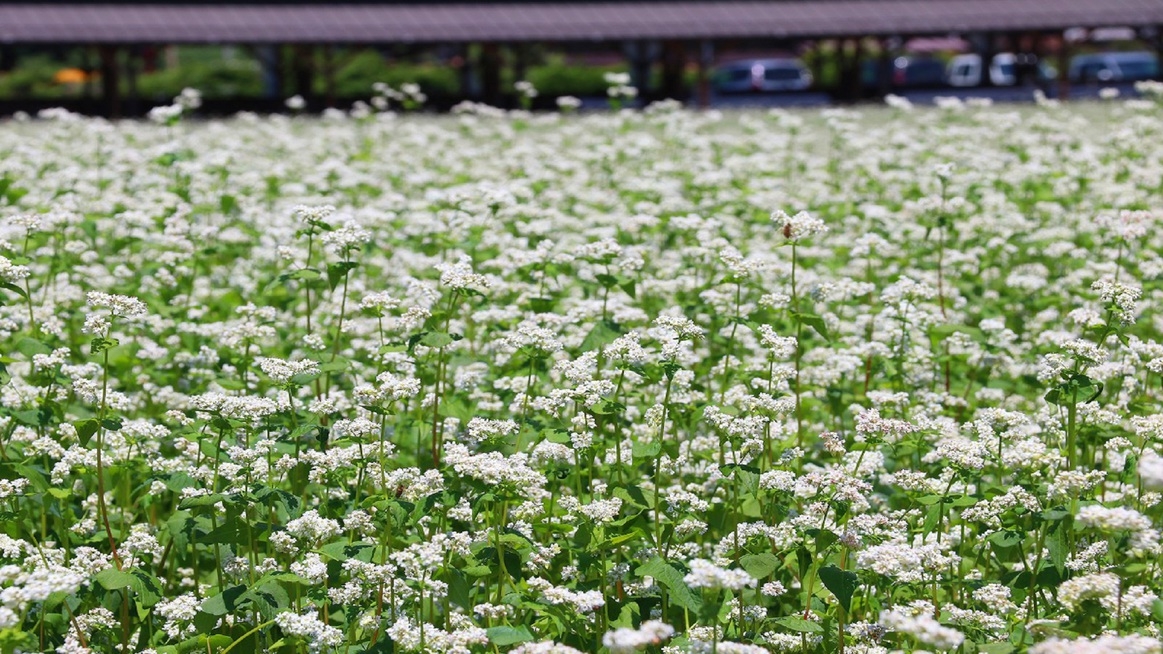 【そばの日限定】　ちょっぴりお試しプラン♪　★無料貸切風呂＆お部屋食★