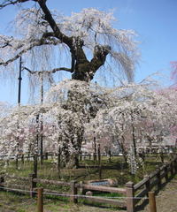 清雲寺　エドヒガンザクラ