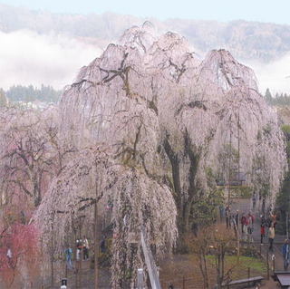 清雲寺しだれ桜