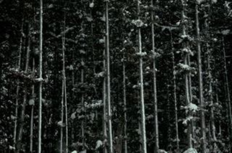 反町潤　写真9　冬の杉林
