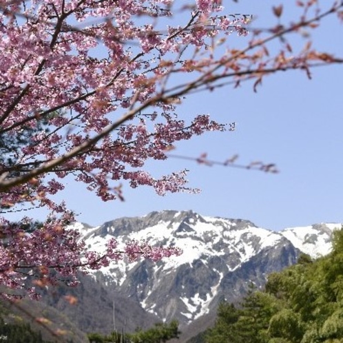 谷川岳と桜