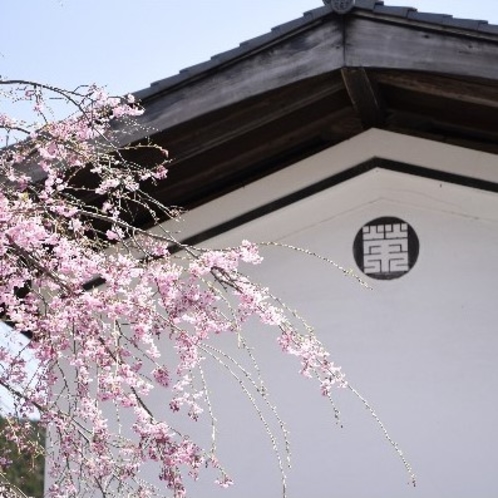 味噌蔵と枝垂れ桜