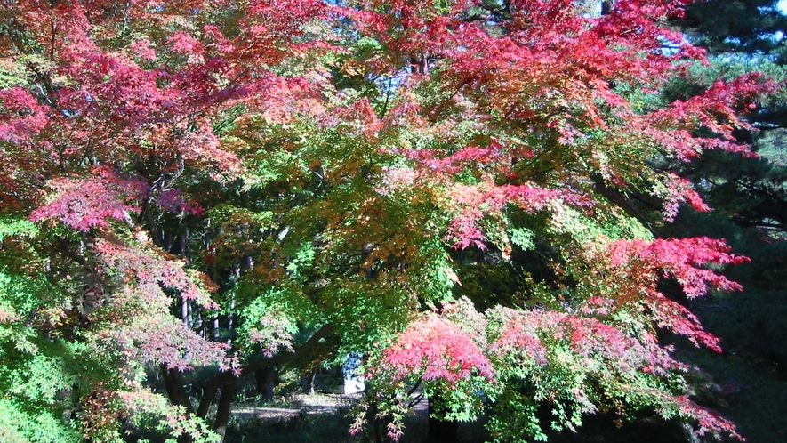 *紅葉/秋の紅葉シーズンにはこんな美しい姿を見せてくれます。