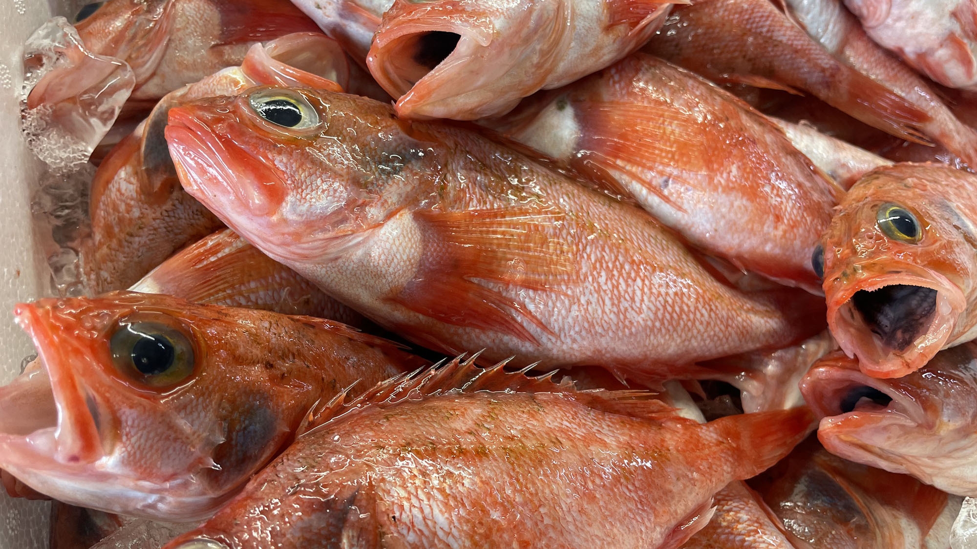 【秋限定・のどぐろ三昧】銚子港で水揚げ！脂のり抜群！塩焼き・煮付け・寿司で味わう赤むつ尽くし