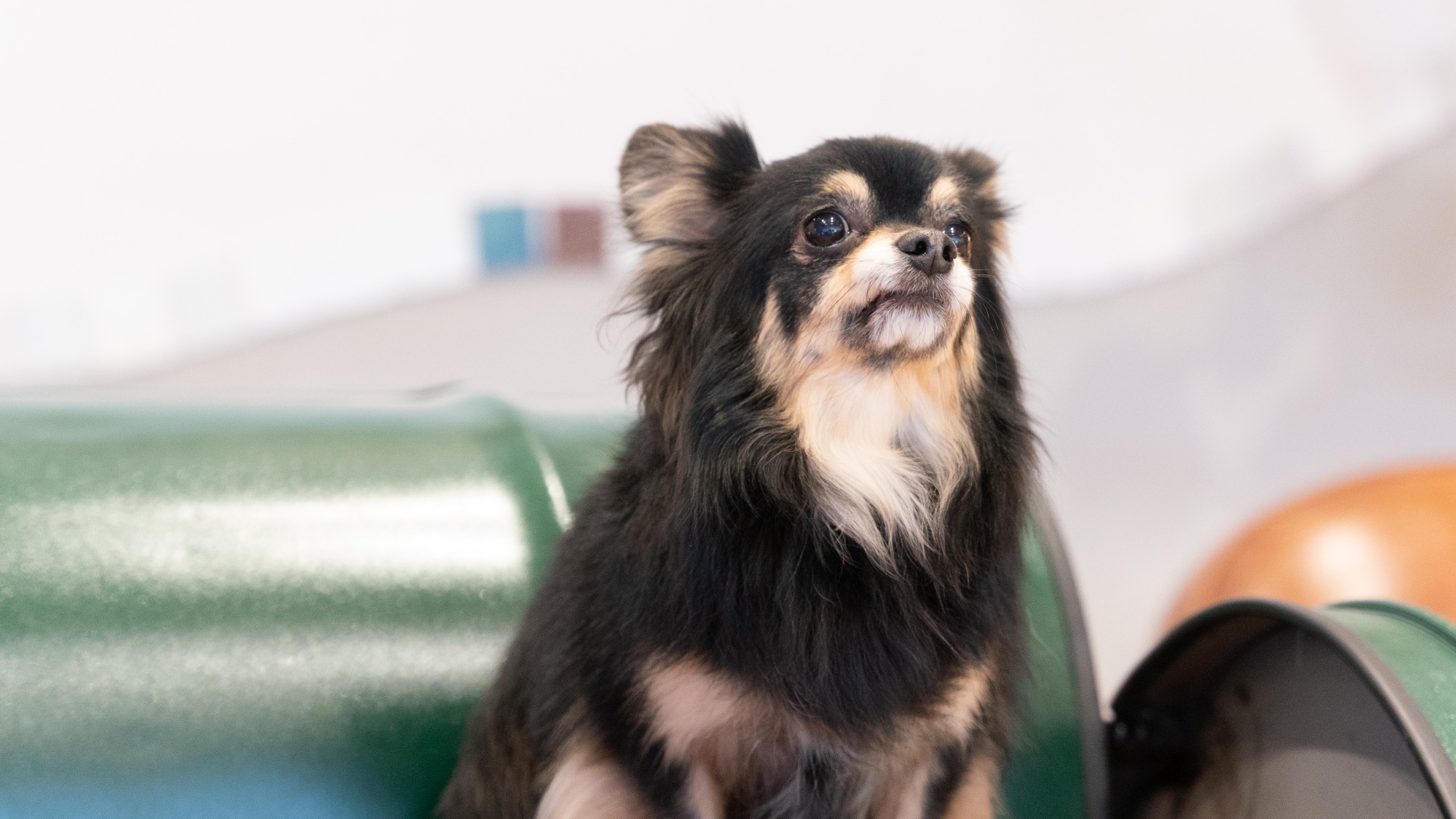≪愛犬同伴プラン≫【基本会席】 山口県最古の美肌温泉と地元食材を愉しむ