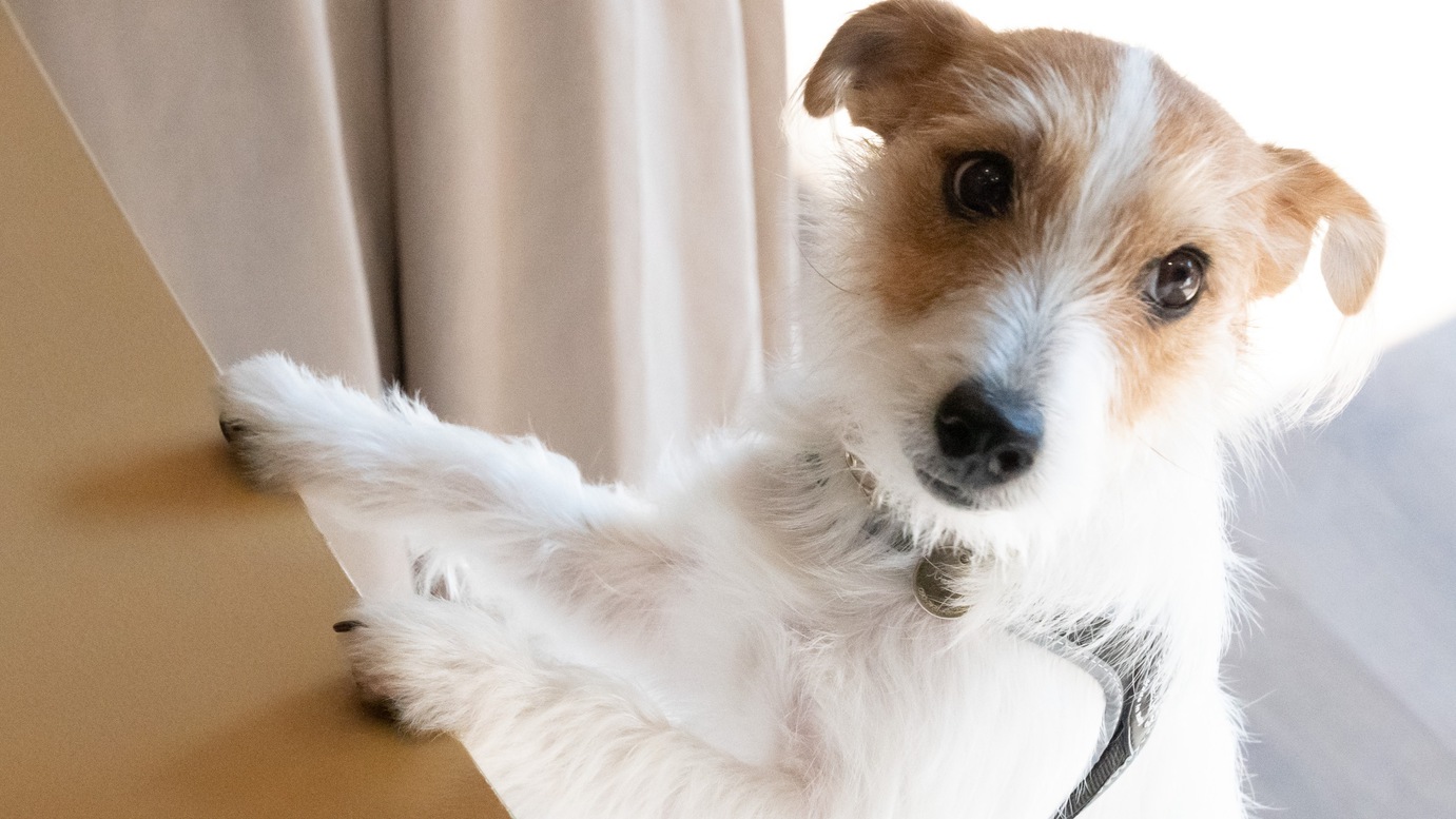 愛犬と一緒に、思い出に残る滞在を♪