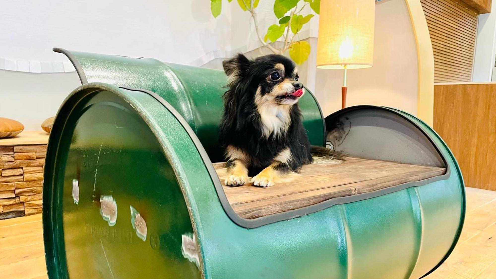 ≪愛犬同伴プラン≫【和牛と長洲どり】お肉好きな方へ♪お肉満喫プラン