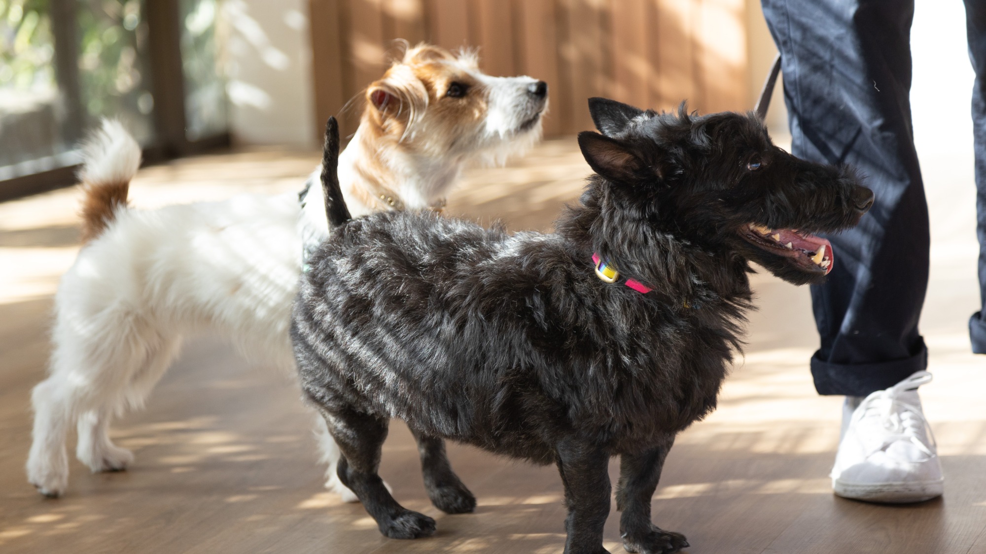 愛犬と一緒に、思い出に残る滞在を♪