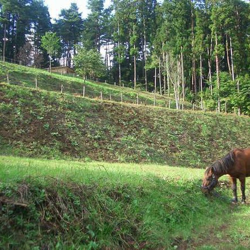 引馬・乗馬体験もできます