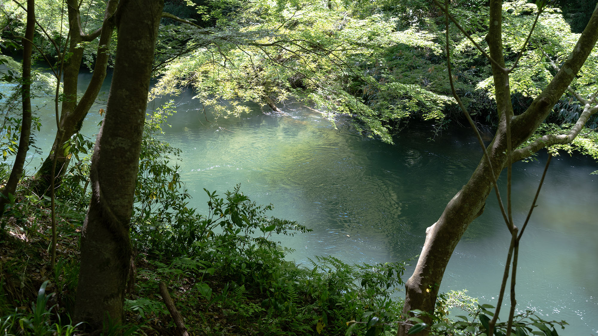 【鶴仙渓-初夏】山中温泉を流れる大聖寺川沿いに広がる美しい渓谷の美しさをご体感下さい
