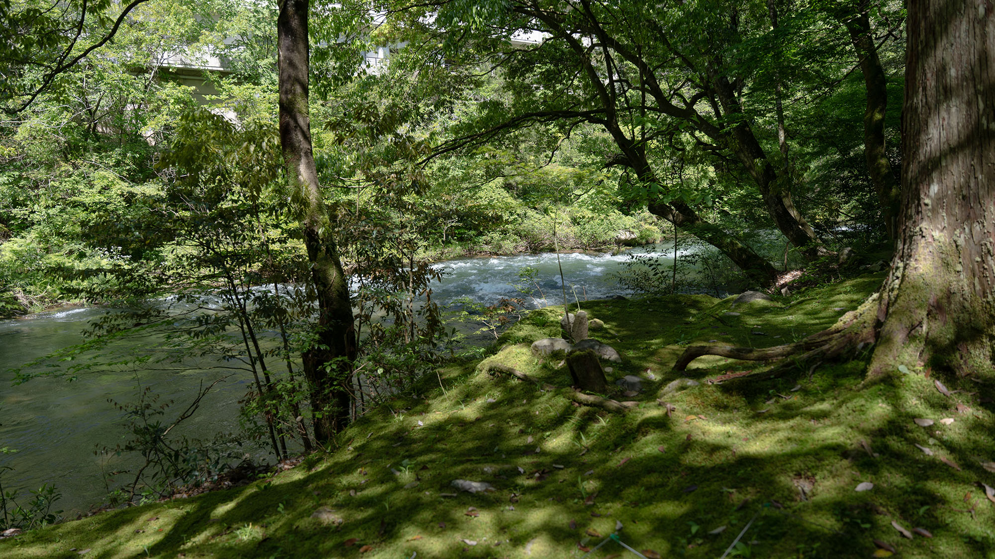 【鶴仙渓-初夏】山中温泉を流れる大聖寺川沿いに広がる美しい渓谷の美しさをご体感下さい