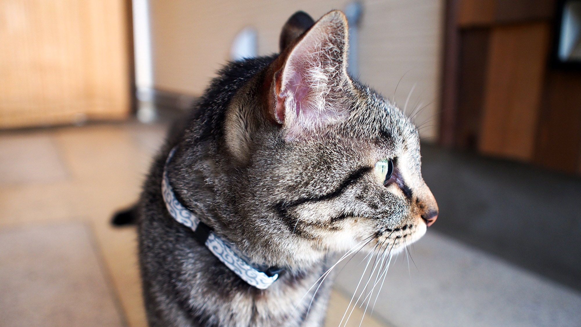 ・【その他】民宿みさき荘の飼い猫。気まぐれなので見れたらラッキー☆