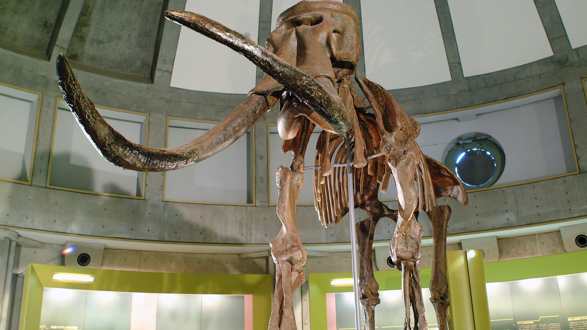 ナウマン象記念館骨格標本