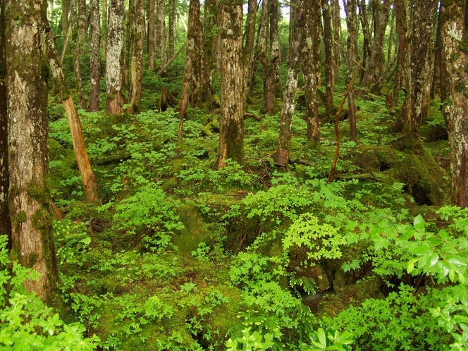 白駒池　シダ