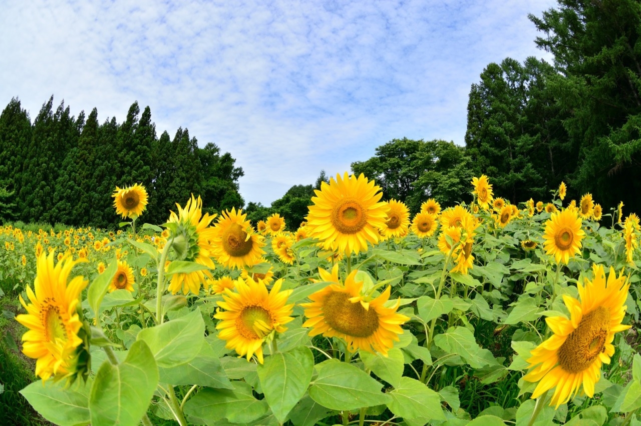 【祝☆県民の日】福島県民限定！リステル猪苗代の福島県民の日記念プランでサマーバイキングを満喫♪