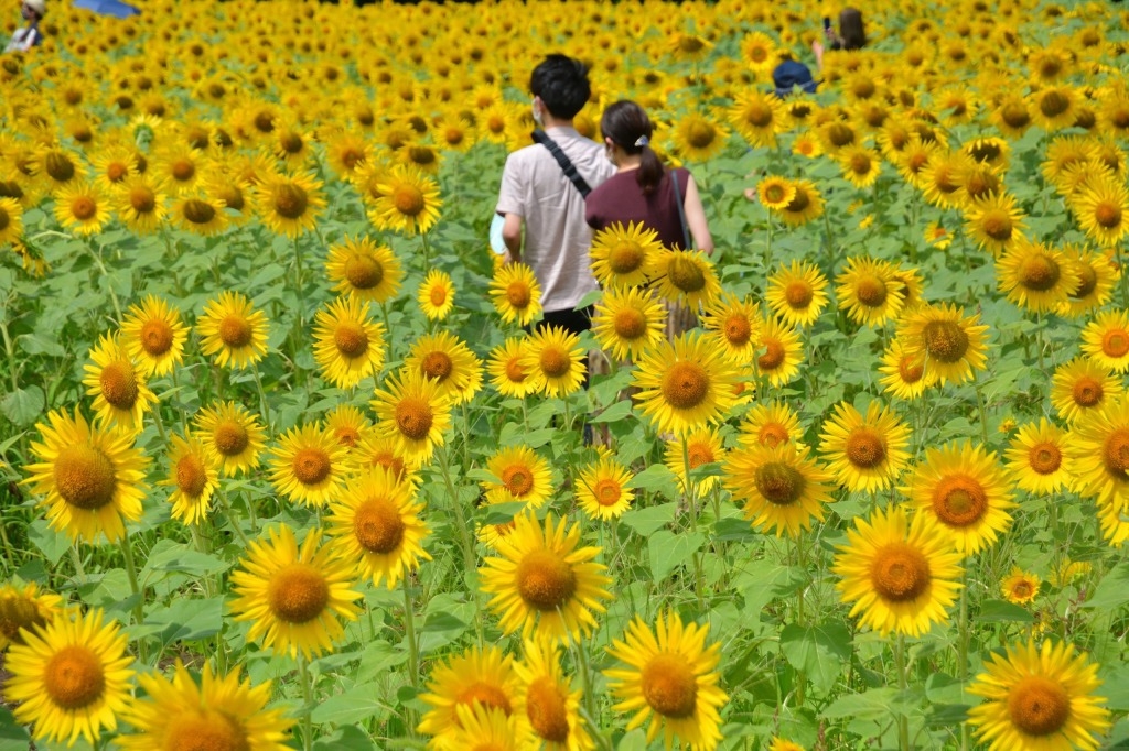 【早期割60】小学生半額！家族で夏の思い出をたくさんつくろう！