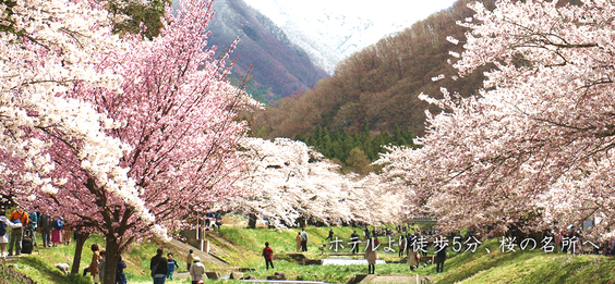 【猪苗代桜紀行】ホテルから徒歩約10分 桜の名所 観音寺川の桜を愛でる旅 ウイングタワー宿泊プラン