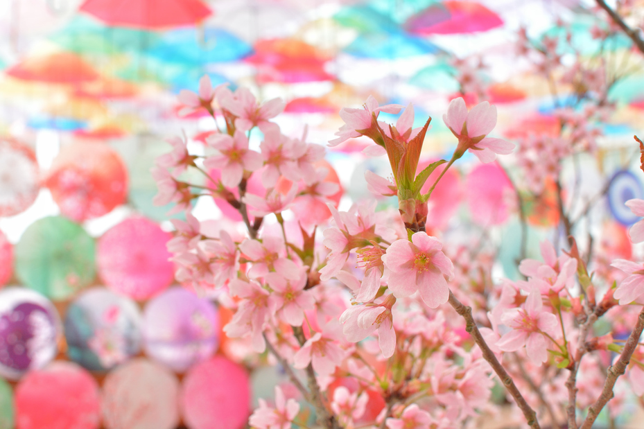 桜と彩傘の競演♪【雪見さくら祭り】2024/3/8～3/31開催