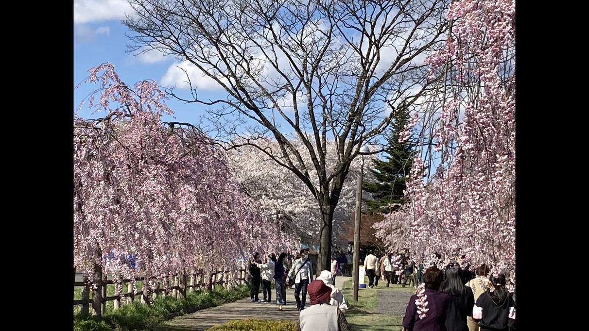 【猪苗代桜紀行】ホテルから徒歩約10分 桜の名所 観音寺川の桜を愛でる旅 ウイングタワー宿泊プラン