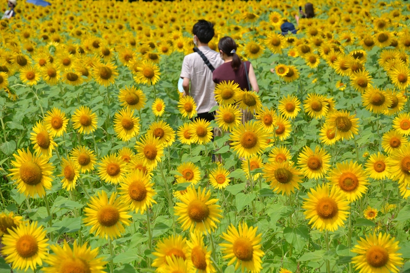 【早割30☆小学生半額】家族旅行応援！夏祭りビュッフェと巨大ひまわり迷路でリステルを満喫！