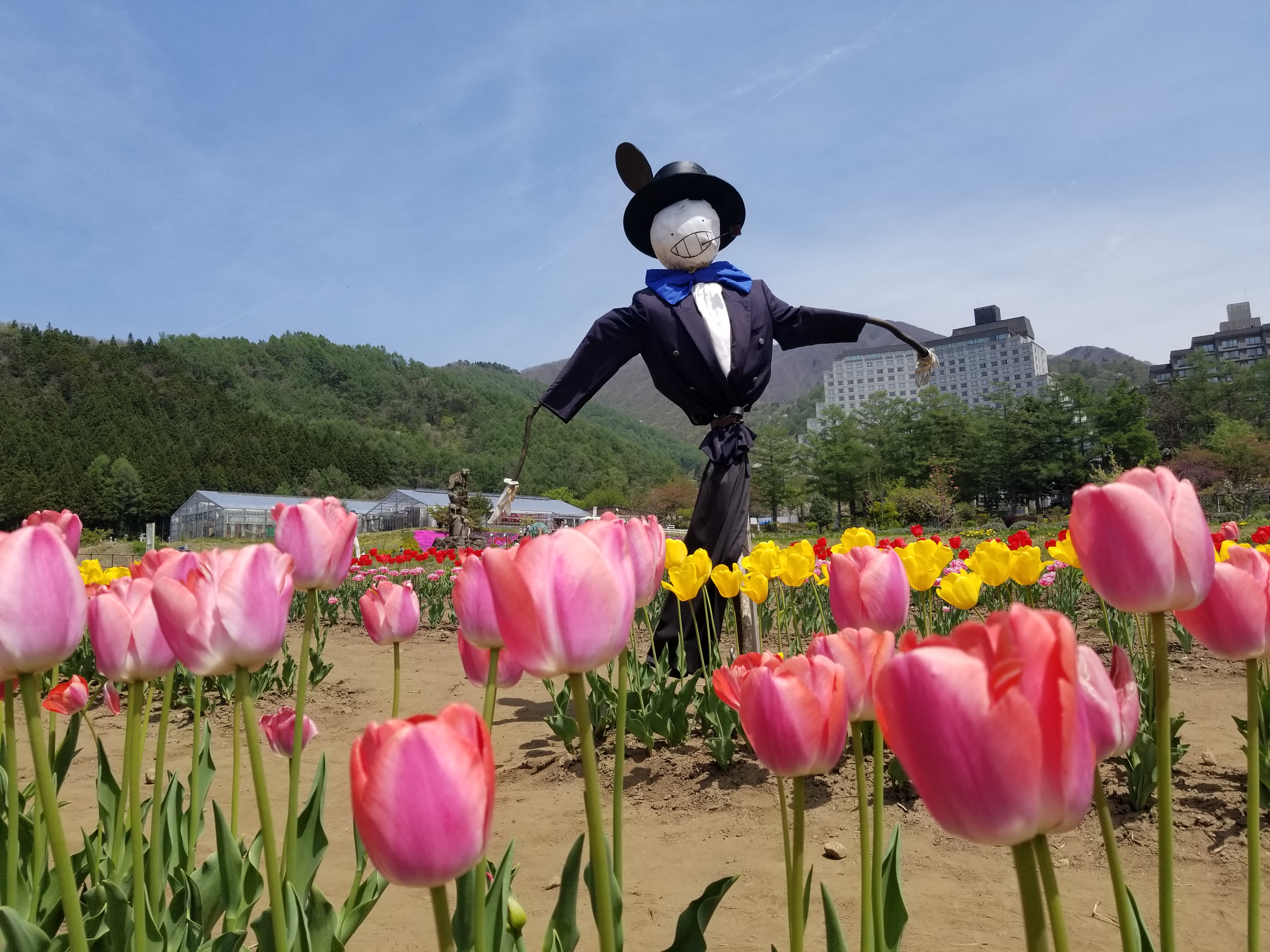 チューリップ（4月下旬）