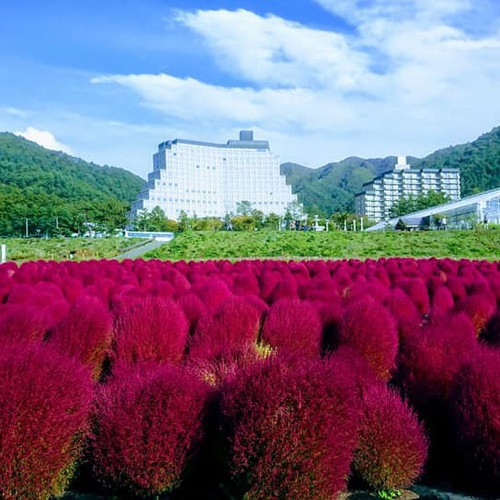 コキア全景