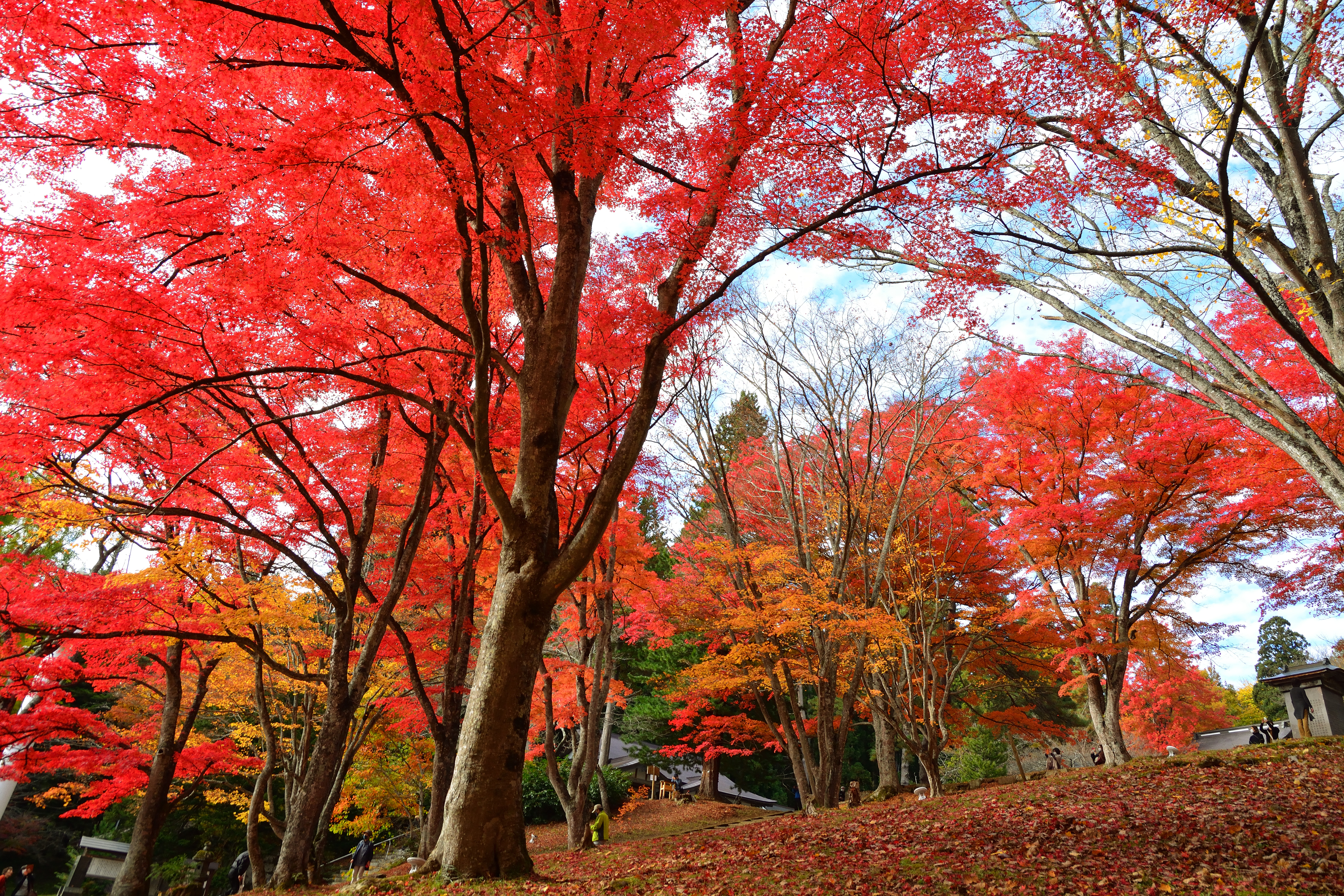 土津神社の紅葉