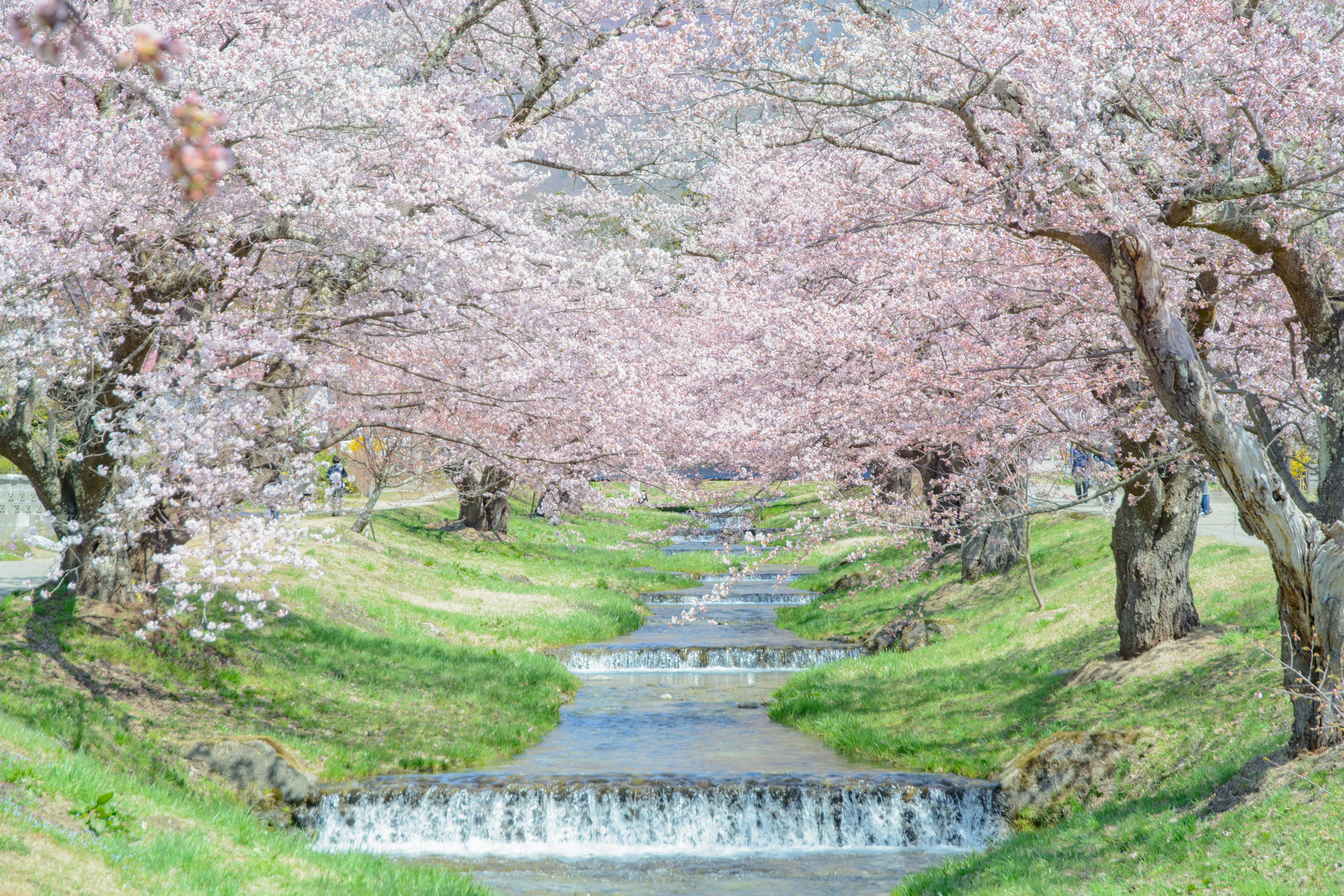 観音寺川の桜並木