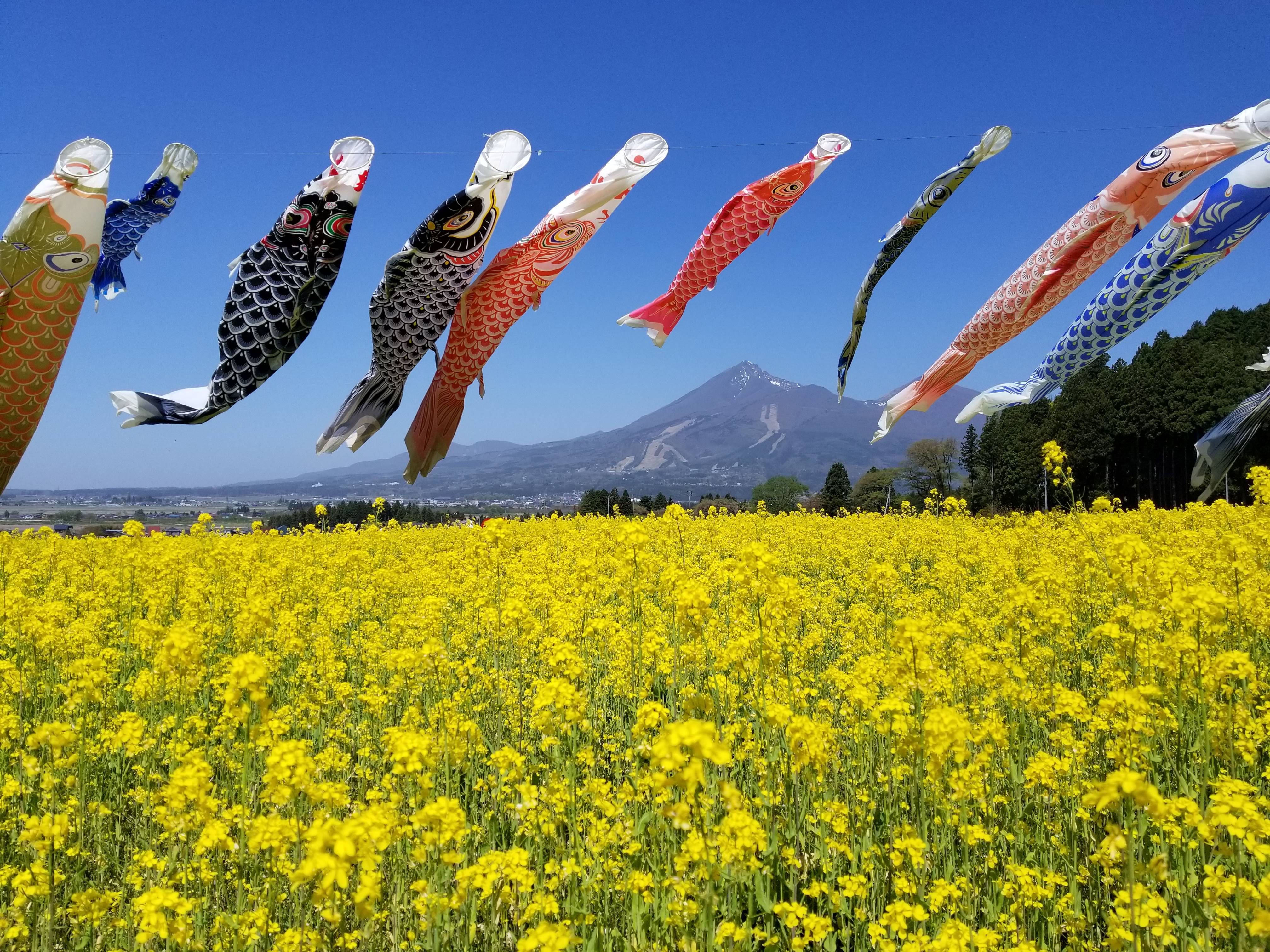 菜の花とこいのぼり（5月中旬）