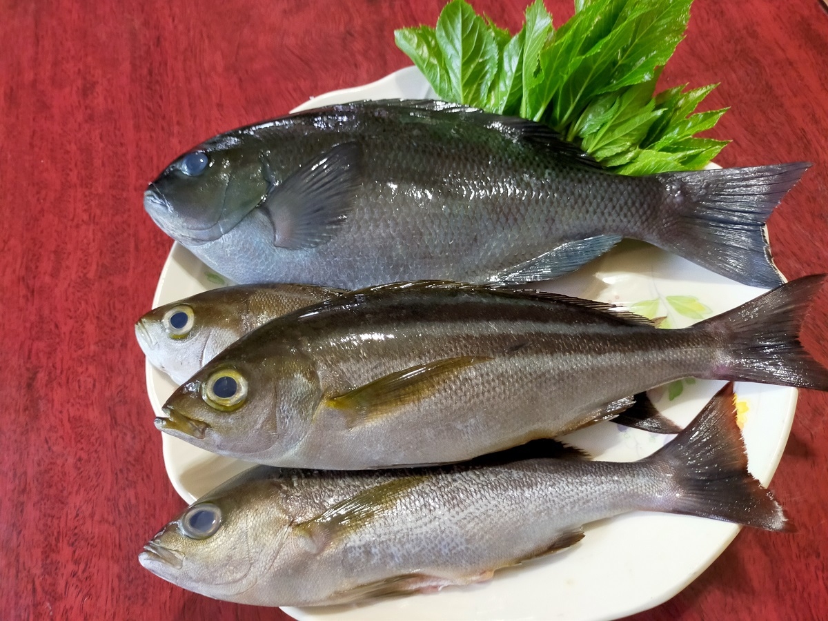 お刺身多めの2食付プラン：飲物持込OK！：釣り目的不可・朝食不要で500円返金