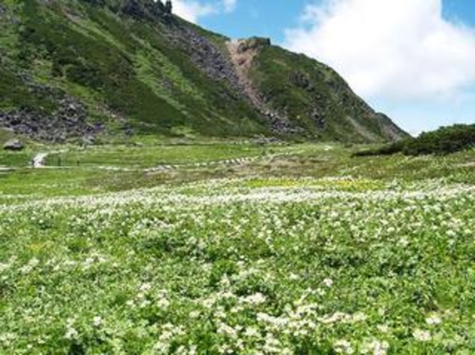 初夏の乗鞍岳のお花畑