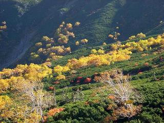 秋の乗鞍岳。榛松と紅葉