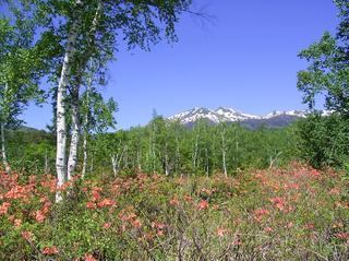 春の6月　一の瀬園地のつつじ