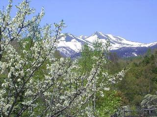 春のスモモと乗鞍岳