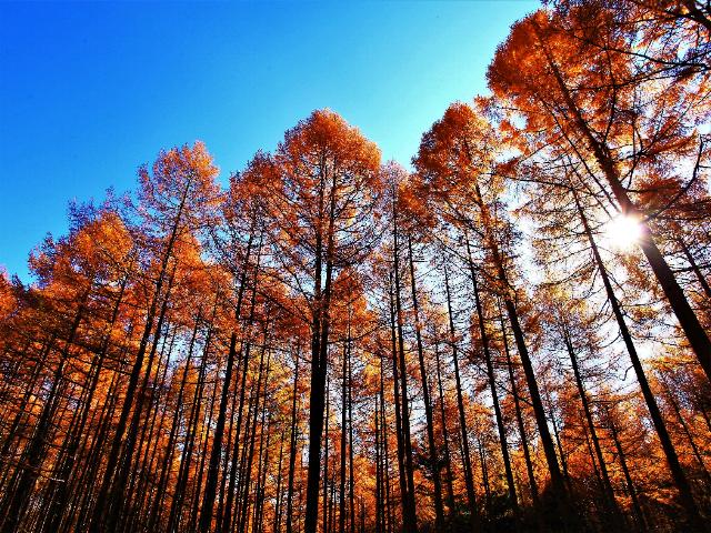 乗鞍高原　カラ松の紅葉