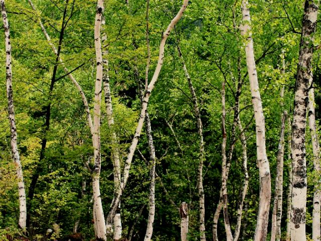 乗鞍高原の白樺林