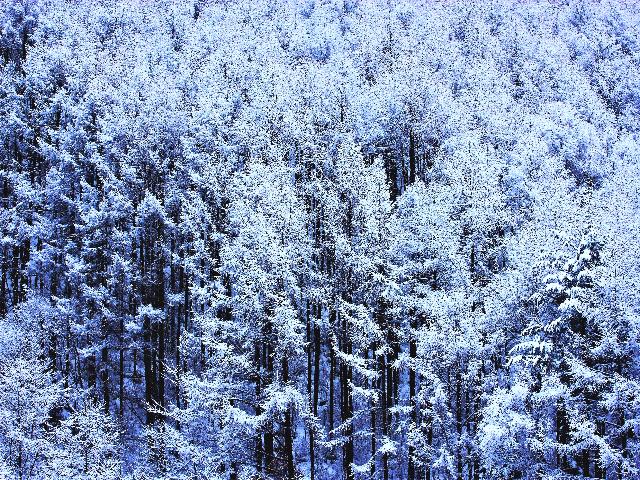 乗鞍高原　雪のカラ松林