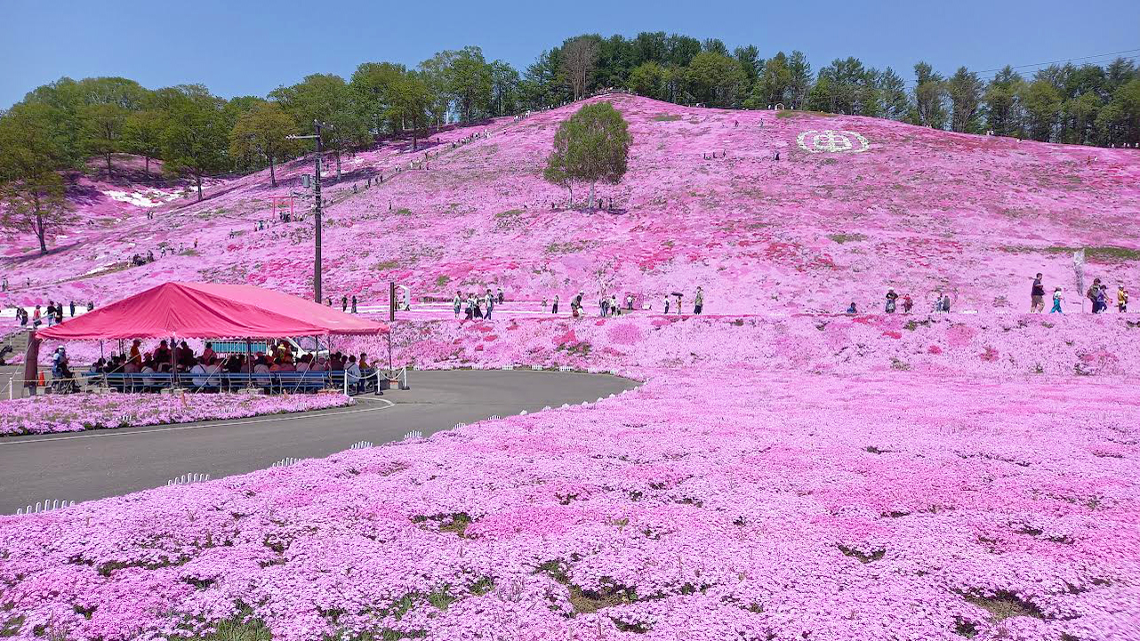 【ひがしもこと芝桜公園】５月中旬～下旬が見頃です