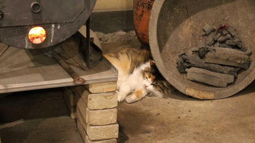 玄関の暖房で温まる猫のジェシカ