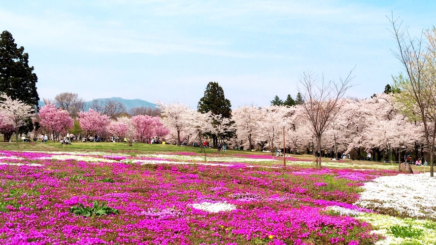 桜のトンネル♪【赤城南面千本桜】宿から車で7分