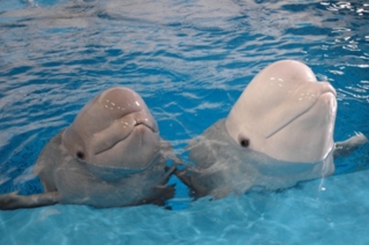 名古屋港水族館