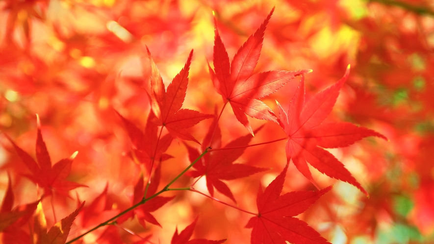 周辺◆箱根の一帯は、富士箱根伊豆国立公園となっており、紅葉スポットが沢山ございます♪ 趣ある箱根の秋