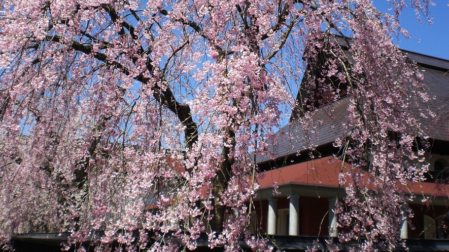 *【周辺観光】～角館武家屋敷（春）～毎年桜の季節には多くの人が集まります。