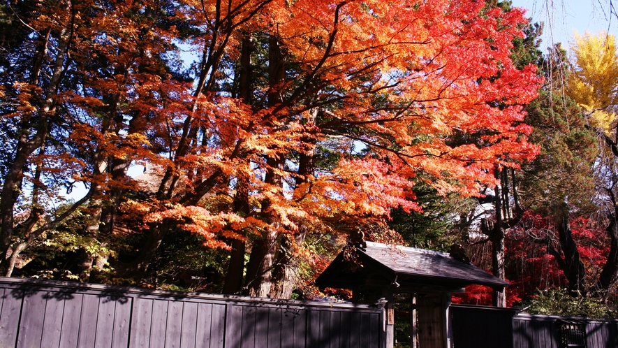 *【周辺観光】～角館武家屋敷（秋）～赤く染まった紅葉と古き良き建築の美しさ。