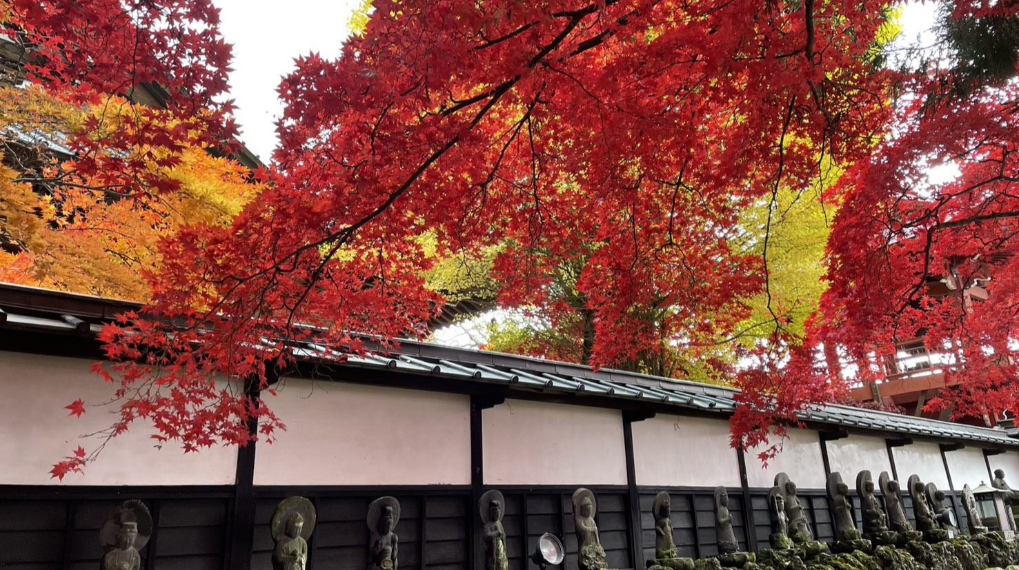 11月：近隣の紅葉