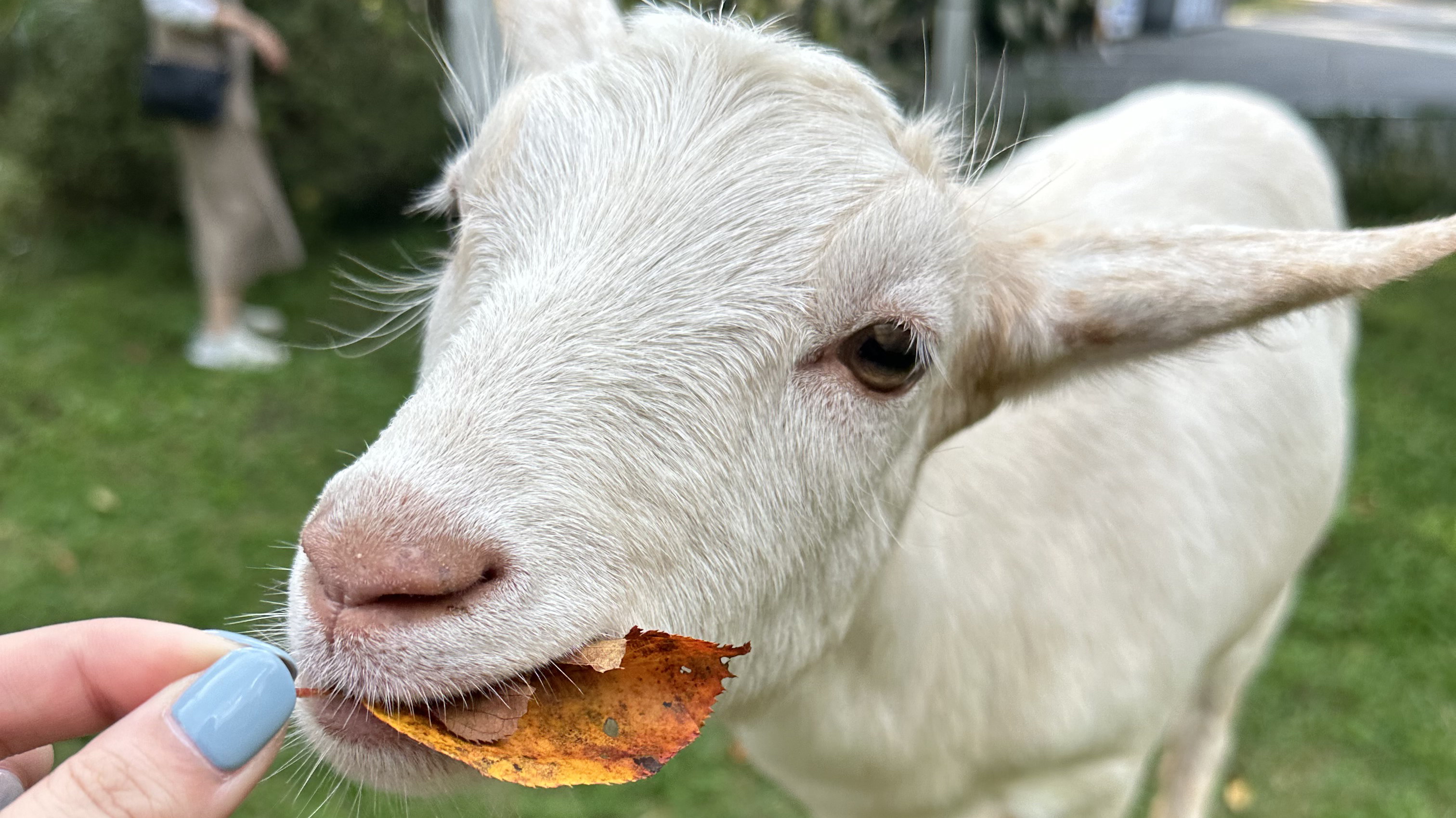 ヤギさんお散歩体験（15：00～16：30）