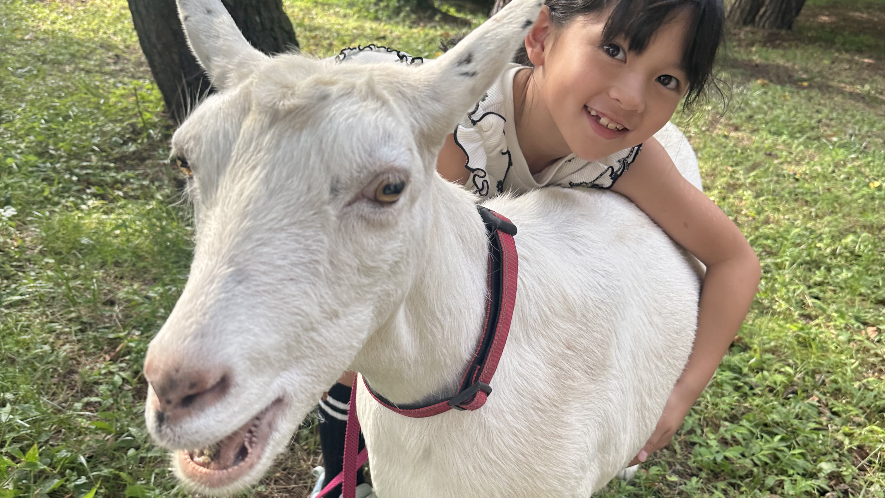 ヤギさんお散歩体験（15：00～16：30）
