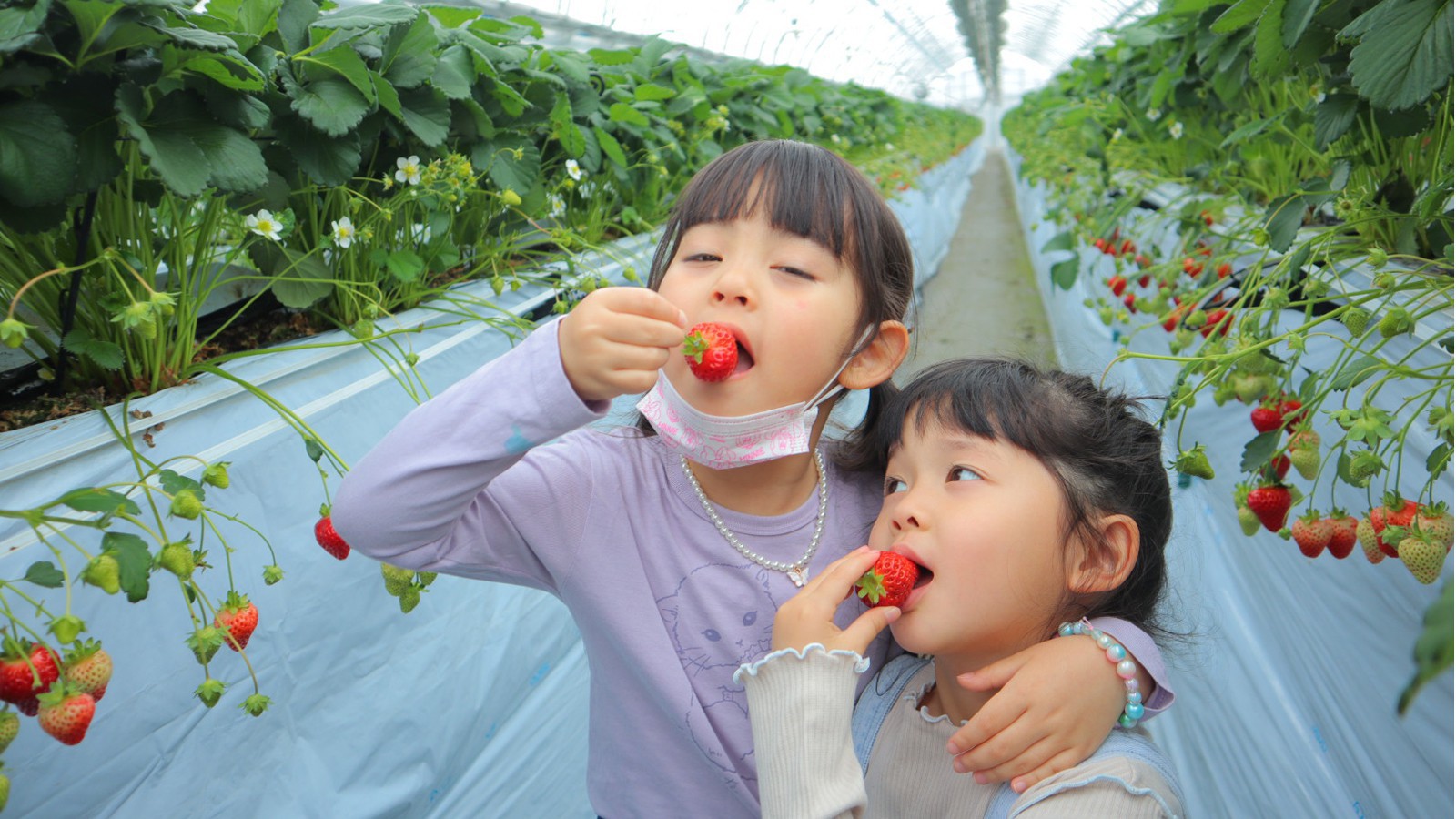 イチゴ狩り体験付宿泊プラン