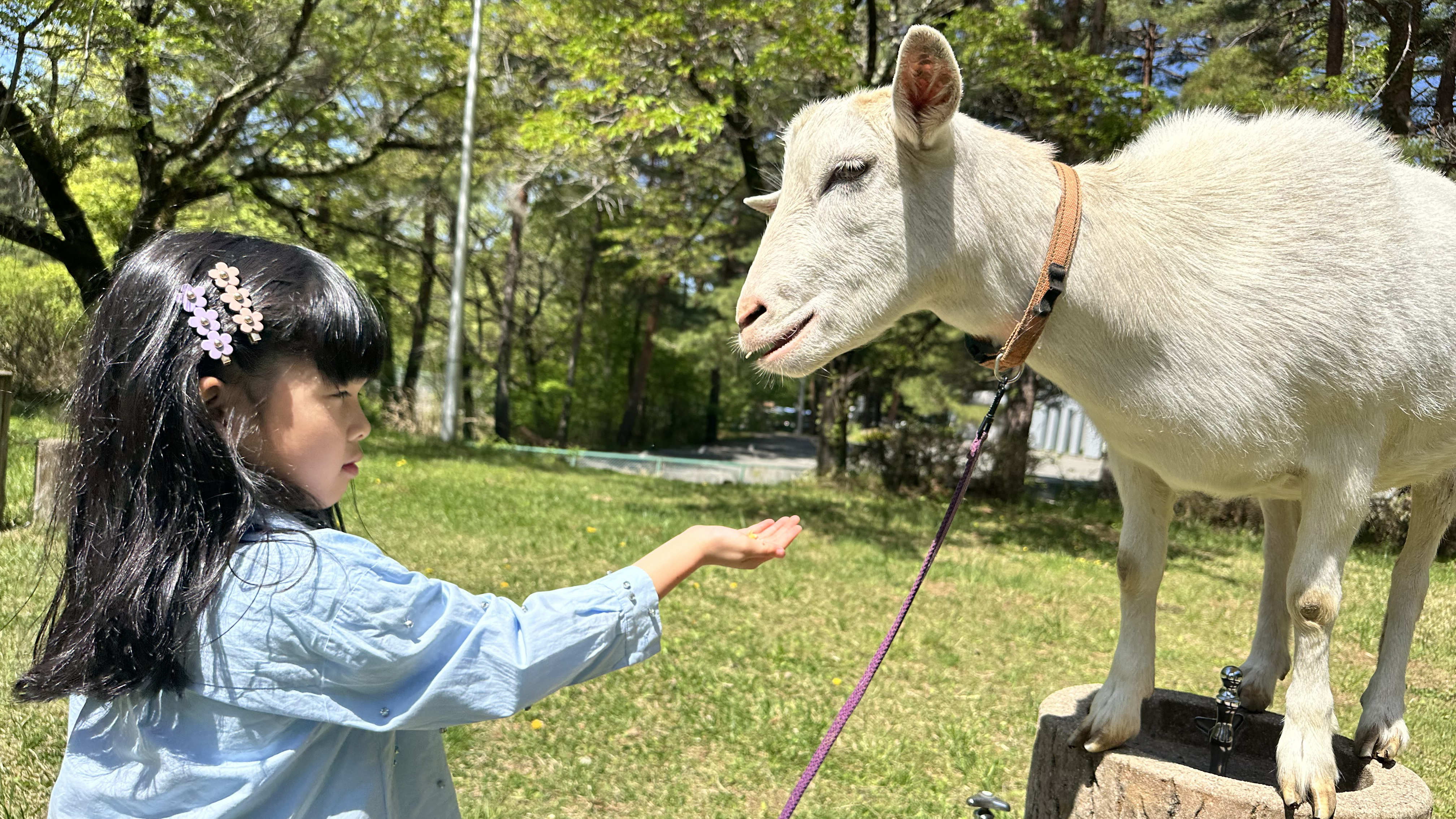 ヤギさんお散歩体験（15：00～16：30）