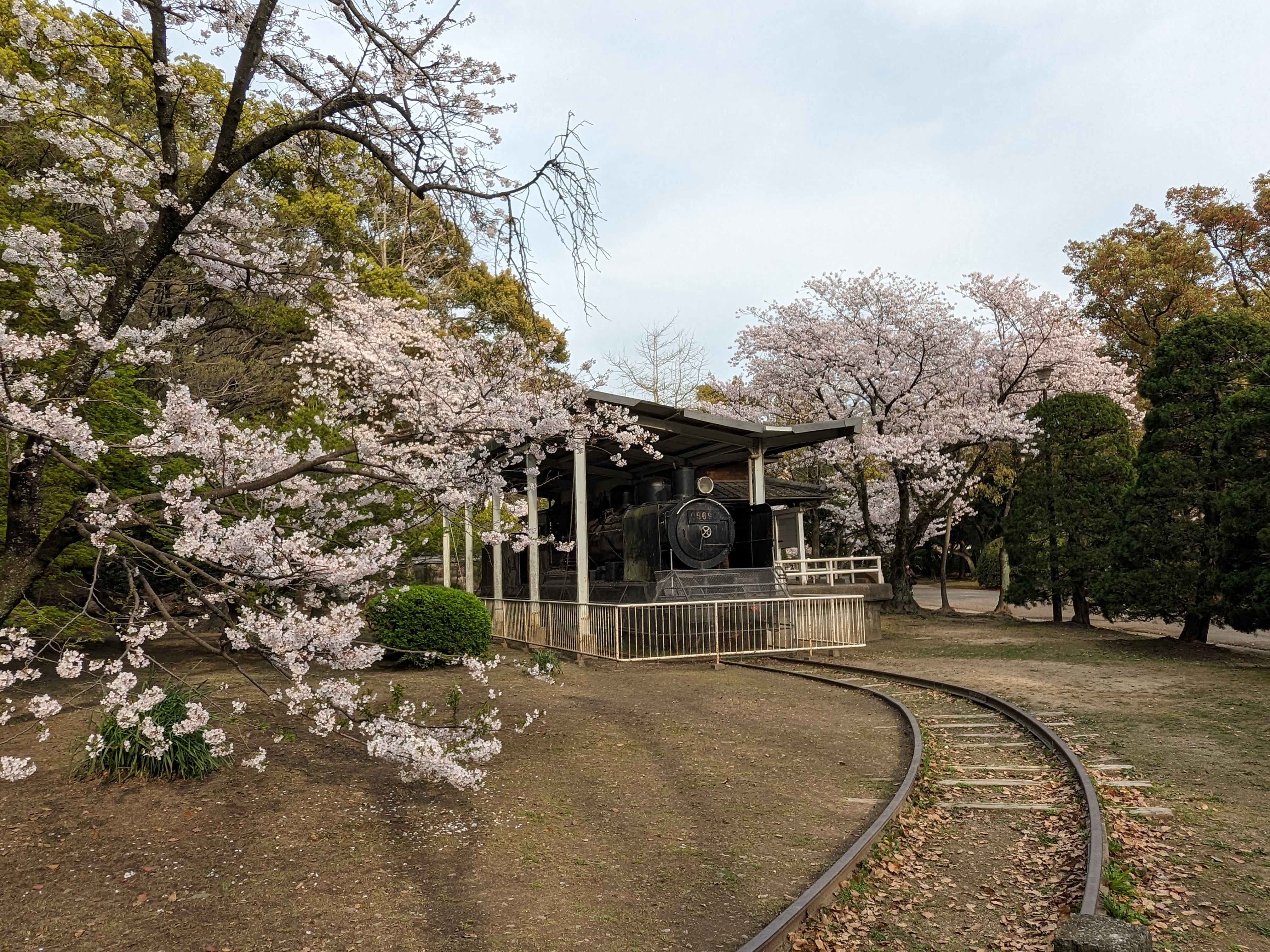 徳島中央公園20240405-4（桜）